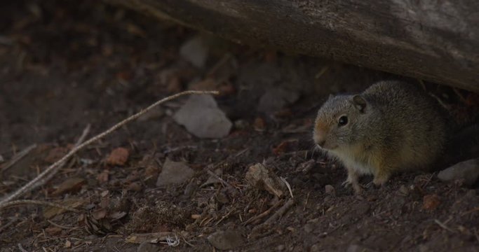Small ground squirrel emerges from log close up