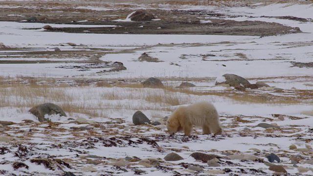 Polar bear cub explores snowy rocks and grass of tundra