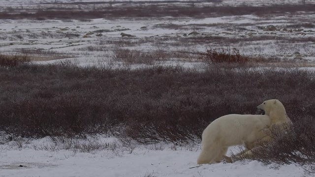 Two polar bears bight and wrestle fiercely in the windy arctic