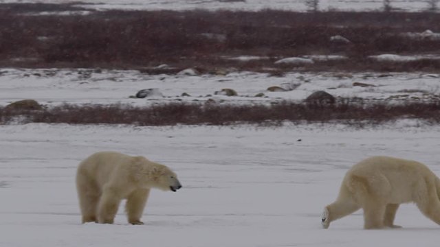 Slow motion - snow falling on polar bears chasing across icy pond