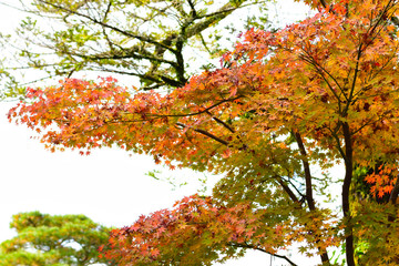 Beautiful maple tree