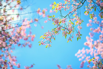 Naklejka premium Spring Pink Cherry Blossoms in Blue Sky , sakura flowers
