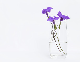 Purple flower in clear glass with space on white background