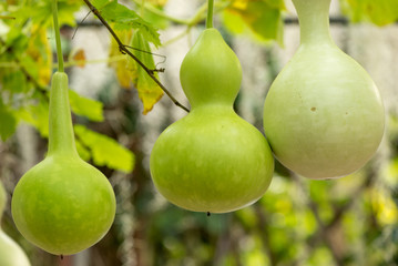 Close-up detail of multiple bottle gourds on a vine, ready for harvest. Agriculture and nature...