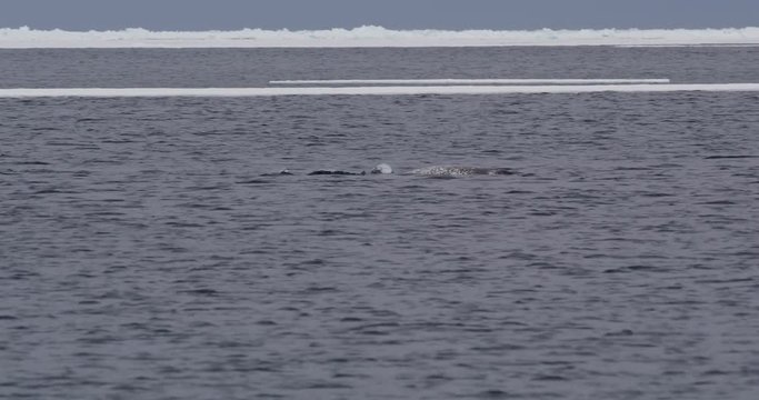 Two narwhals blow spray from blowhole and dive
