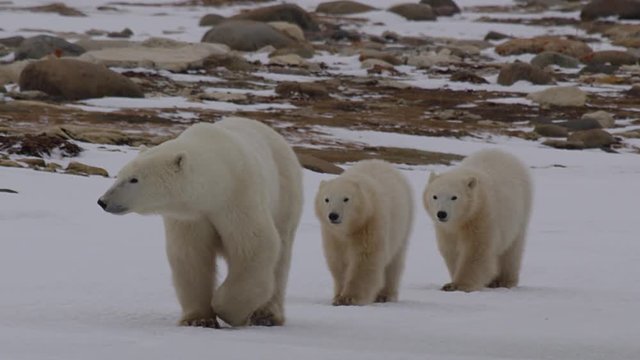 Slow motion -Twin polar bear cubs follow nervous mother across snow field