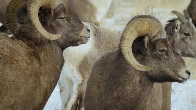Bighorn Rams Kick Testicles