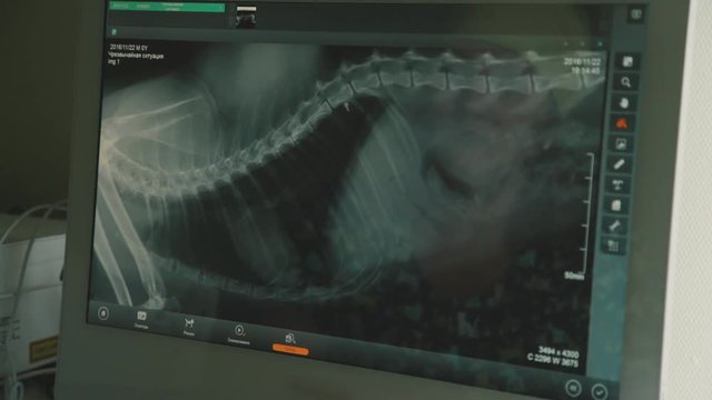 Screen computer monitor: X-ray picture of a dog skeleton. The doctor is a veterinarian examines dog X-ray image. Labrador dog skeleton. Doctor vet working at the computer. Electronic X-ray image.