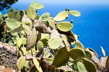 Cactus in Sicily