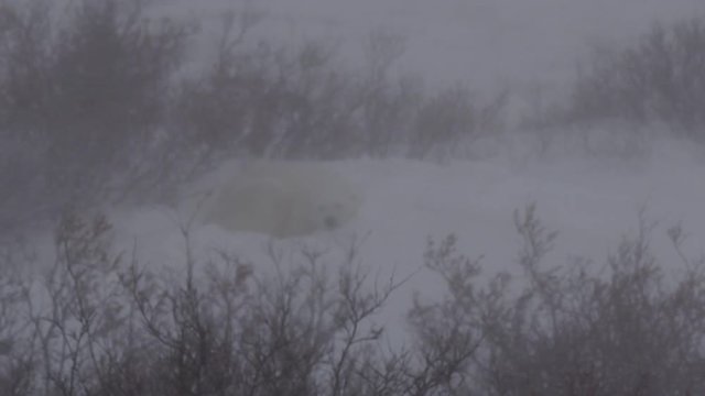 Blizzard blows snow onto sleeping polar bear in blizzard