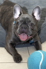 French Bulldog puppy 14