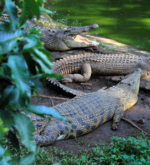 Crocodile in the zoo