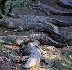 Crocodile in the zoo