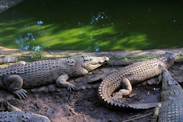 Crocodile in the zoo