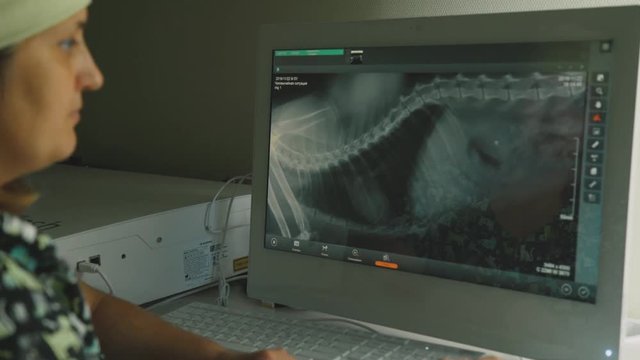 Screen computer monitor: X-ray of an animal. The doctor is a veterinarian examines dog X-ray image. Labrador dog skeleton. Doctor vet working at the computer. Electronic X-ray image.
