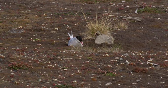 Arctic tern flies in to feed its speckled baby then flies off