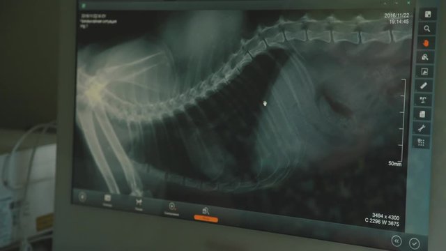 Screen computer monitor: X-ray of an animal. The doctor is a veterinarian examines dog X-ray image. Labrador dog skeleton. Doctor vet working at the computer. Electronic X-ray image.