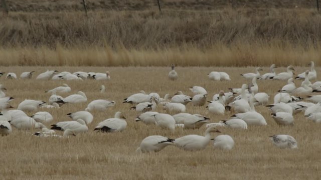 Snow geese in field squabble and feed in wheat field