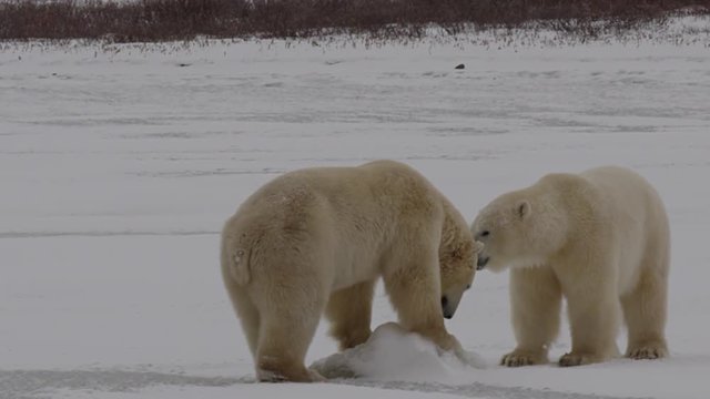 Slow motion - two polar bears sit down on pond ice after playing