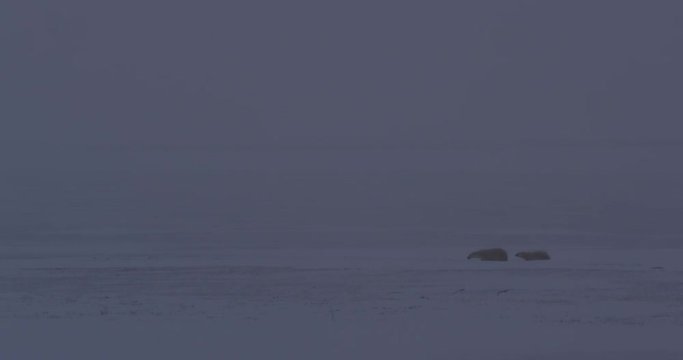 Polar bear family hidden by snow and top of esker at dusk