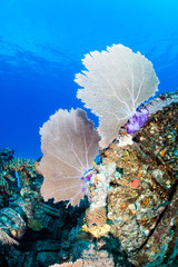 Delicate, colorful fan corals on a tropical coral reef