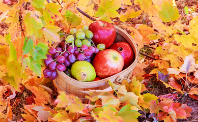 basket of apples and grapes on the green grass