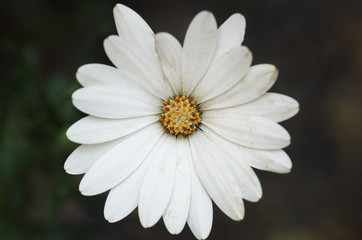 Fototapeta premium White flower with blurry background