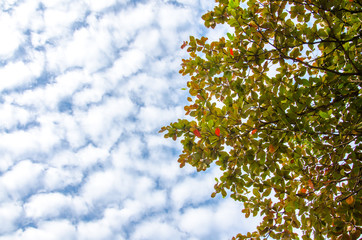 Fototapeta premium Terminalia catappa also known as Tropical almond, Bengal almond, Indian almond, Sea almond, Beach almond, tropical tree in the northeast of Thailand. Leaves and sky.