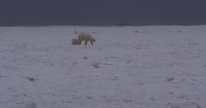 Polar bear sniffs for danger with cubs on sea ice in storm
