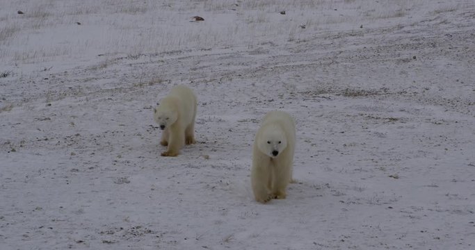 Polar bears approach over snowy gravel esker