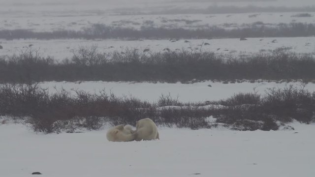 Polar Bears Wrestle in a Snow Storm