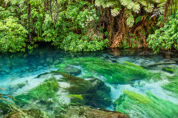 Blue Spring which is located at Te Waihou Walkway,Hamilton New Zealand. It internationally acclaimed supplies around 70% of New Zealand's bottled water because of the pure water.
