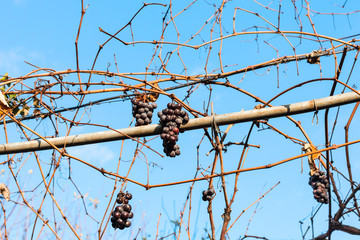 red grapes dry in the vineyard in sunny day