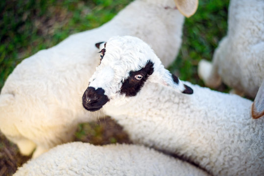 Sheeps in a meadow