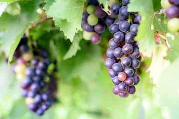 purple red grapes on the vine