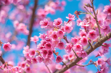 Pink blossoms on the branch with blue sky during spring blooming
Branch with pink sakura blossoms and blue sky background.
Blooming cherry tree branches against a cloudy blue sky