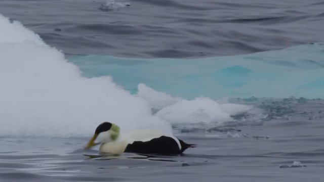 Close on drake eider above blue submerged sea ice