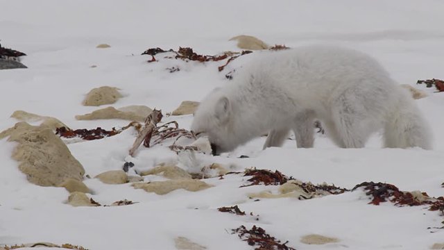 White arctic fox lustily chews on black goose foot near rib cage