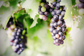 purple red grapes on the vine