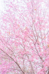 Pink blossoms on the branch with foggy during spring blooming Branch with pink sakura blossoms and fog background. Blooming cherry tree branches against a cloudy sky