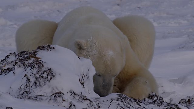 Resting polar bear bights at frozen kelp pile in snow