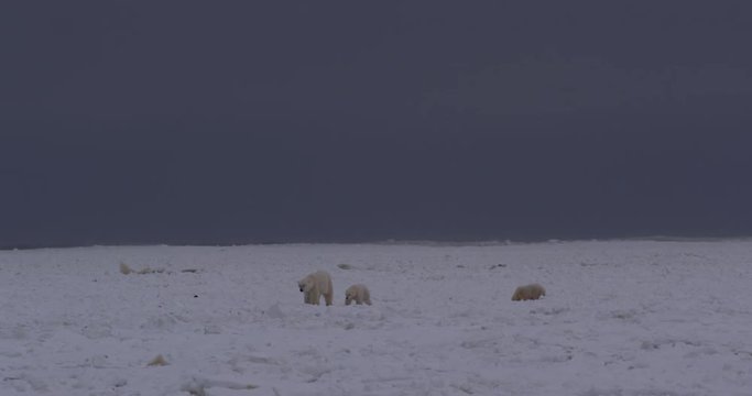 Stormy waves crash on sea ice as polar bear cubs walk across