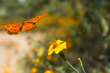 Fototapeta premium La mariposa vuela cerca de la flor.