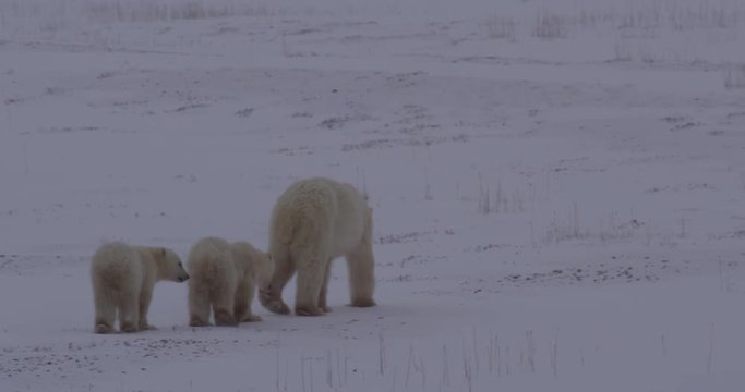 Medium mother polar bear leads twin cubs across snow