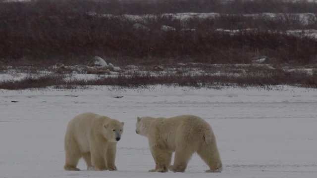 Slow motion - snow falling on polar bears chasing each other