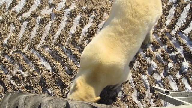 Colorful coat of polar bear inspecting hub of buggy tire at sunset