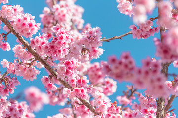 Pink blossoms on the branch with blue sky during spring blooming
Branch with pink sakura blossoms and blue sky background.
Blooming cherry tree branches against a cloudy blue sky