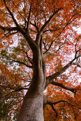 A maple tree during fall in California