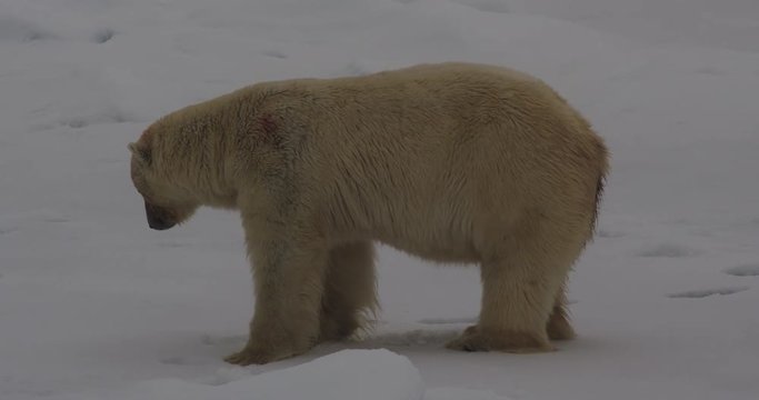 Close on Polar Bear as it defecates on sea ice