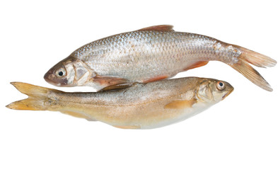 small fish on a white background